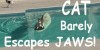 Smart Cat Escapes Dog On Surfboard