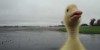 Aww of The Day: Duck Run