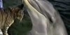 Cat And Dolphin Playing Together