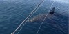 Giant Great White Shark Hits Boat In Hd