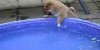 Puppy Loves Pool – Awww