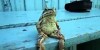 A Frog Sitting On A Bench Like A Human
