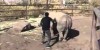 Riding A Rhino