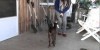 Cute Pet Goat Learns To Jump – Awww