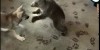 Cuteness Ahead – Grizly Bear Cub & Wolf Cub Playing