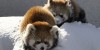 Red Pandas playing in the snow