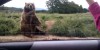 Polite Bear Waves Hello