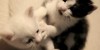 Kitty Fight
