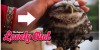 Lovely Cute Owl