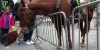 Adorable Dog (Frenchie!) Plays with NYPD Police Horse on Wall Street