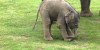 Cute Baby Elephant’s First Steps