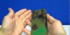 Heat Sensitive iPhone 4 Back Cover