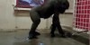 Break Dancing Gorilla at the Zoo