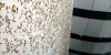 6-Story Wall of Cicadas