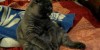 Cat Sits And Watches TV – Look At Him! LOL