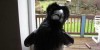Crazy Crow Can Talk – Waka Waka – Say Never More