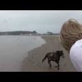 Amazing Horse Running Home
