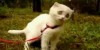 Dramatic Cat
