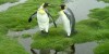 Aww Of The Day – Penguin Dilemma