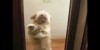 Dancing Dog Likes Salsa Or Whatever