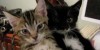 Sadness of the Day – Narcoleptic Kitten (Fainting Goat Syndrome)