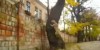 Parkour Dog Has Some Serious Skills