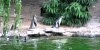 Humboldt Penguins Chasing a Butterfly