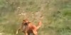 Russian Techno Dog