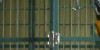 Jail Bird (Cockatoo opens locked cage from the inside)
