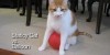 Staticy Cat vs. Balloon