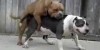 Dog in Love Has a Problem – Humps, Then Pukes
