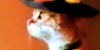 Standing Cat in Boots – Feat. Zorro Cat and Mariachi Cat