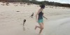 Baby Kangaroos playing at the Beach