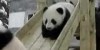 PANDA BABIES