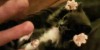 Surprised Kitty … EXPLODING!!!
