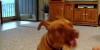 Dog Does Not Like Treats From Obama