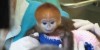 Total Cuteness: Elke the four-day-old Monkey