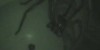 Spider above my bed