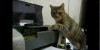 Cats Vs Printers