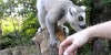 Zoo Opole – Lemur Katta