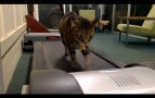 The Ultimate Cats On Treadmills Supercut