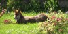 Cutest Fox Ever!