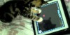 Charlie The Cat – Kitten Playing Ipad 2 !!! Game For Cats Cute Funny Clever Pets Bloopers