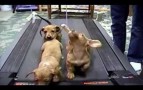 Cute Dogs (americas Funniest Home Videos / Afv)