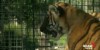 Cute: Zoo Shows Off Tiger Cubs