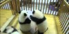 Cuddly Baby Pandas