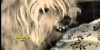 Funny Animal Compilation 2012 –  Americas Funniest Home Videos Part 706 – Would You