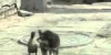 Doggy And Ducky Like Each Other A Lot