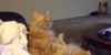 Cat Watching Hockey